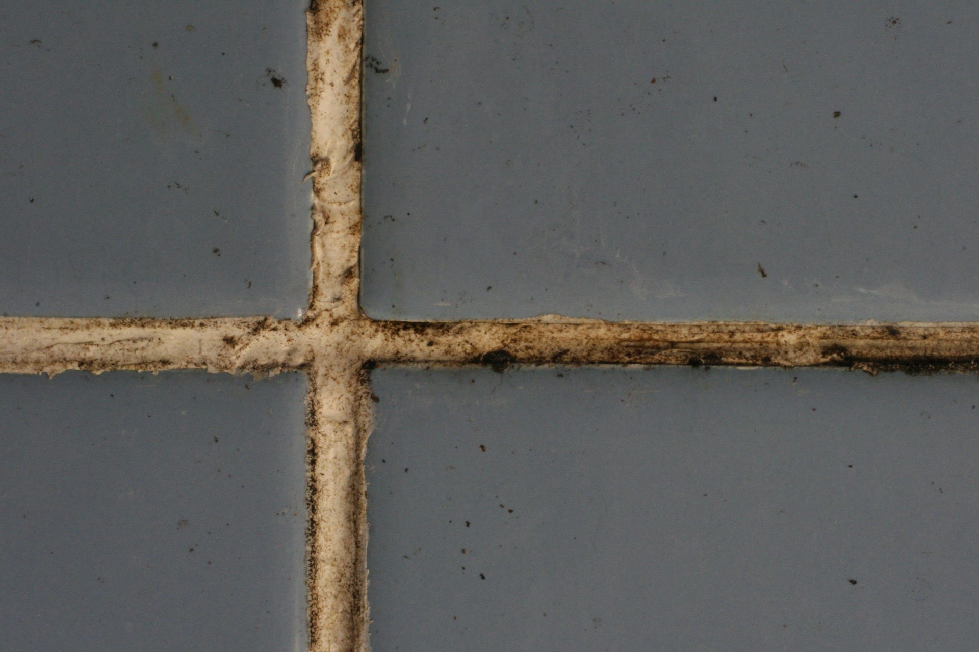 Mbns22 Microban Grout Test Untreated Mold growth