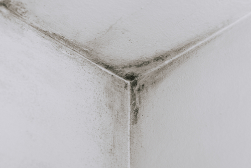 Moldy corner
